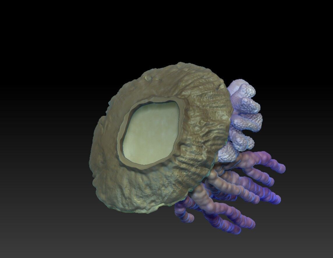 Angelfish Regal  Pygoplites diacanthus 3D print model_5