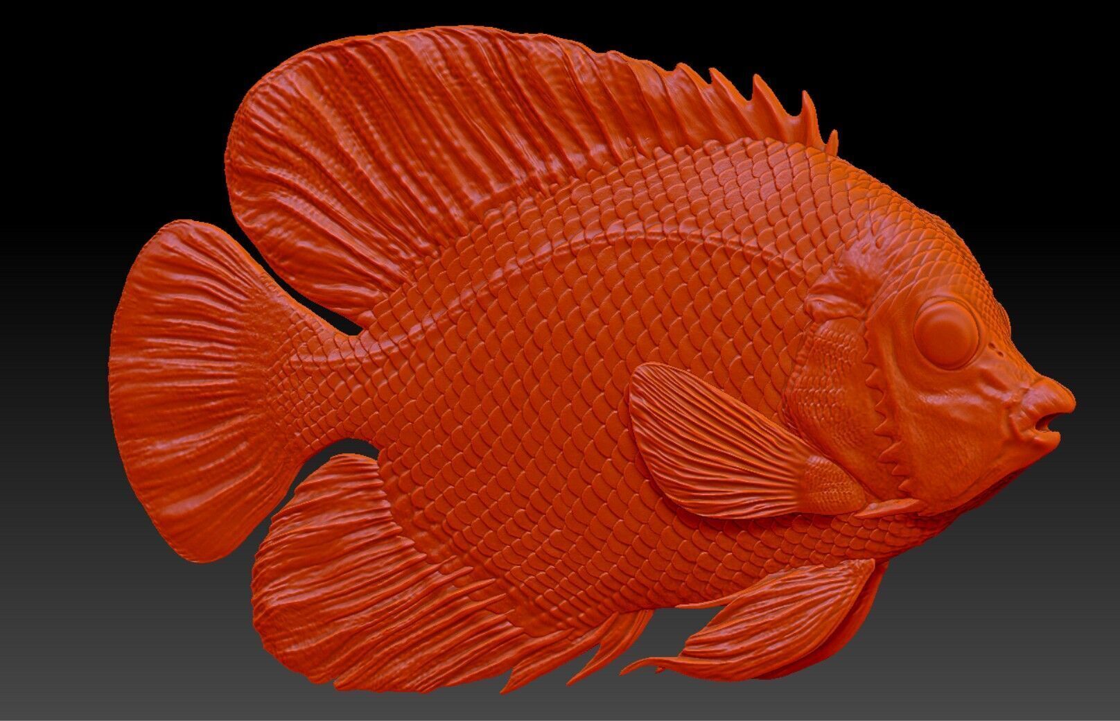 Angelfish Regal  Pygoplites diacanthus 3D print model_10