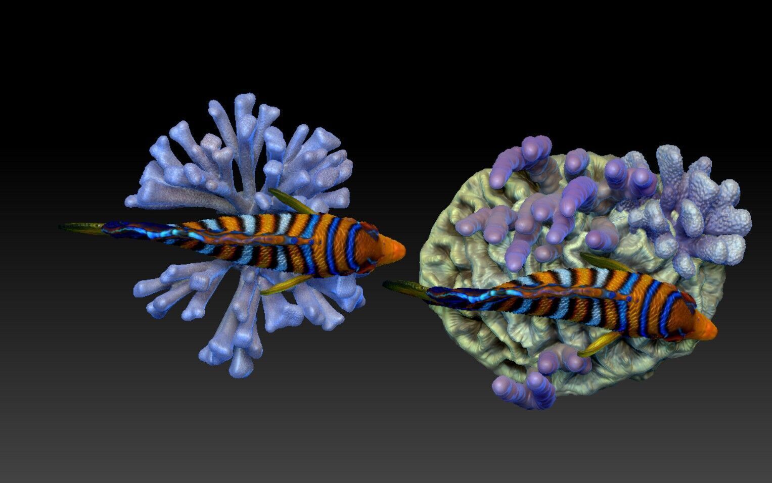 Angelfish Regal  Pygoplites diacanthus 3D print model_12