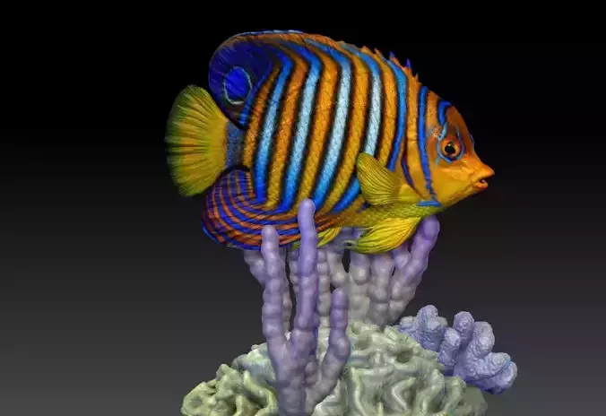 Angelfish Regal  Pygoplites diacanthus 3D print model