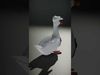 Stylized Goose with Hard Hat and Apron Model Pack Low-poly 3D model_2