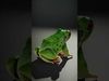 Realistic Green Tree Frog Model Pack Low-poly 3D model_2