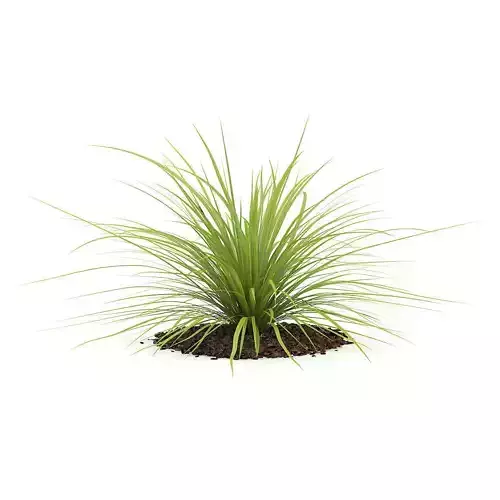 Yucca Plant Yucca baileyi