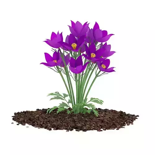 Pasque Flowers Pulsatilla Vulgaris 3D model