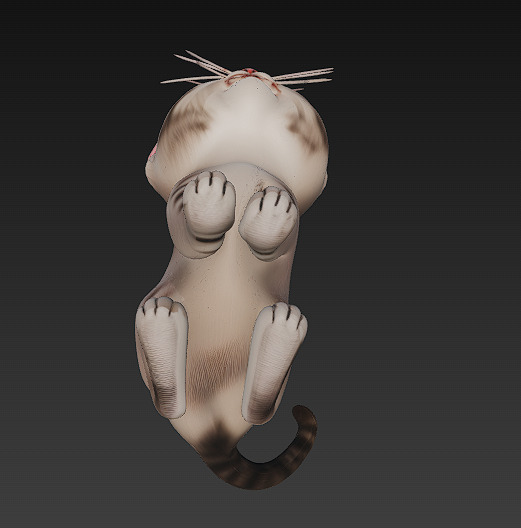 Cat Kitten Realistic 3D Model Basic - Low Poly Realistic Low-poly 3D model_8