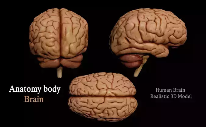 Human Brain 3D Model Low-poly 3D model