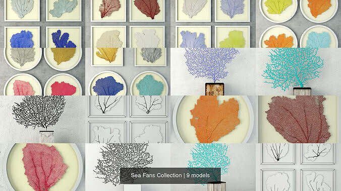 Sea Fans Collection 