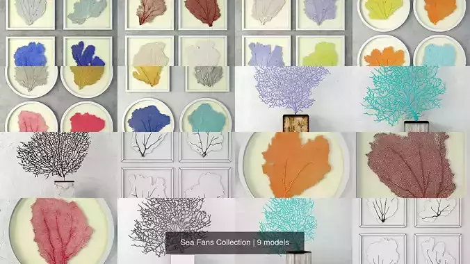Sea Fans Collection 
