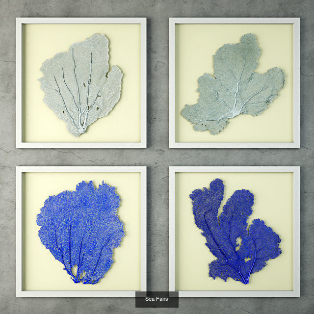 Sea Fans Collection _1