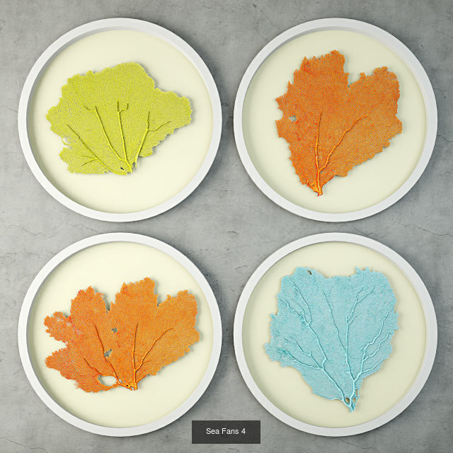 Sea Fans Collection _4