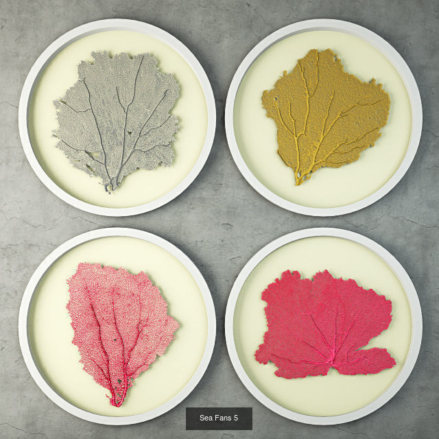 Sea Fans Collection _5