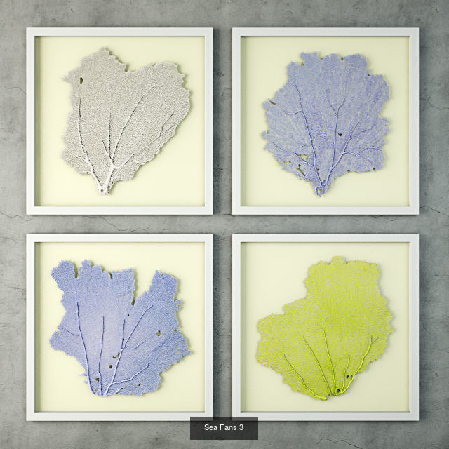 Sea Fans Collection _3