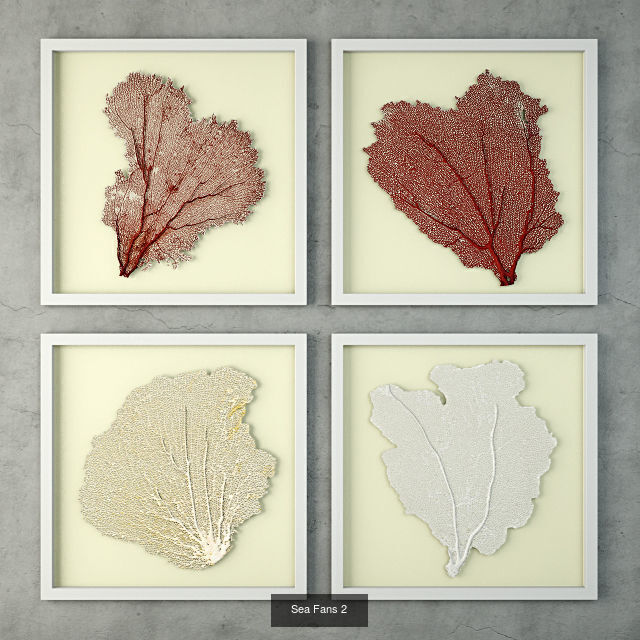 Sea Fans Collection _2