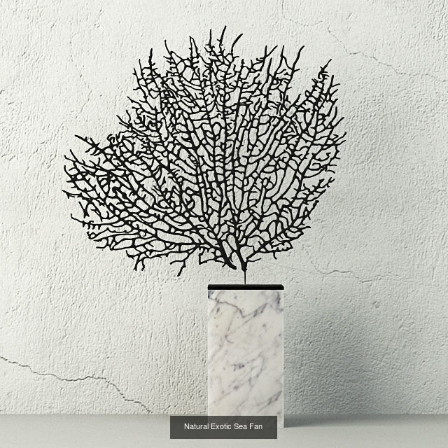 Sea Fans Collection _9