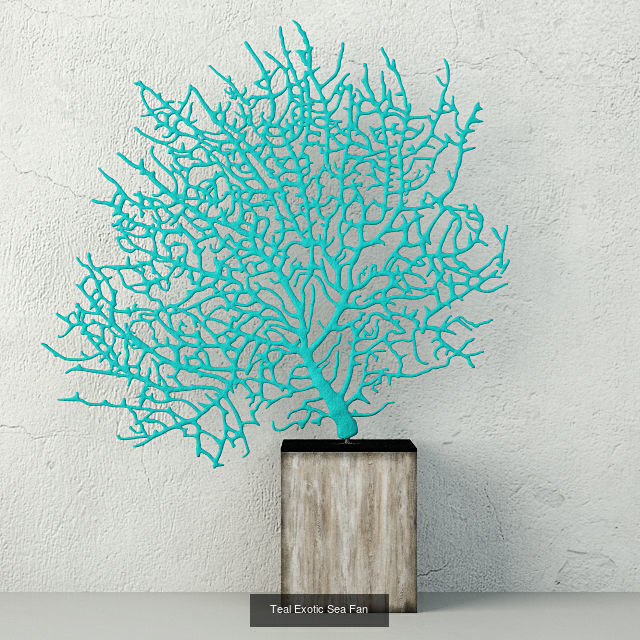 Sea Fans Collection _8