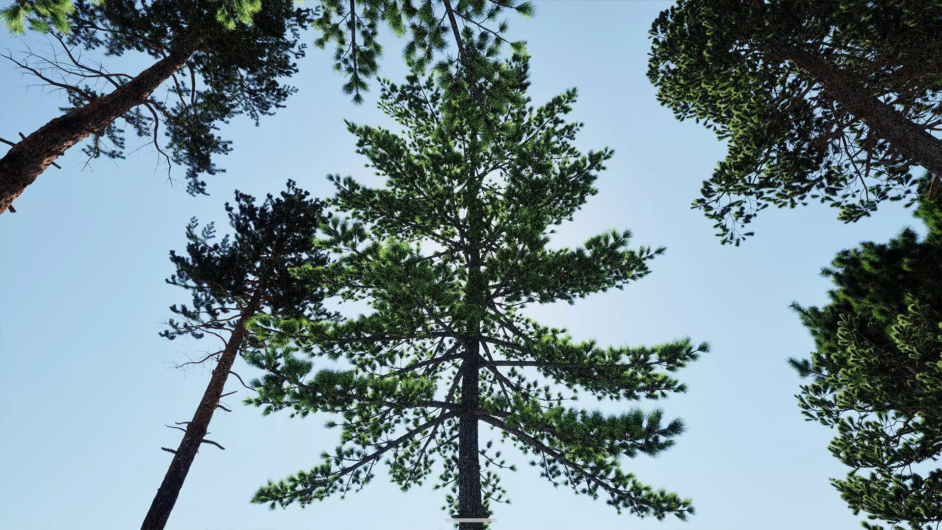 AB3D Plants - Volume 10 Pines for UE 5 30 types 3D model_16