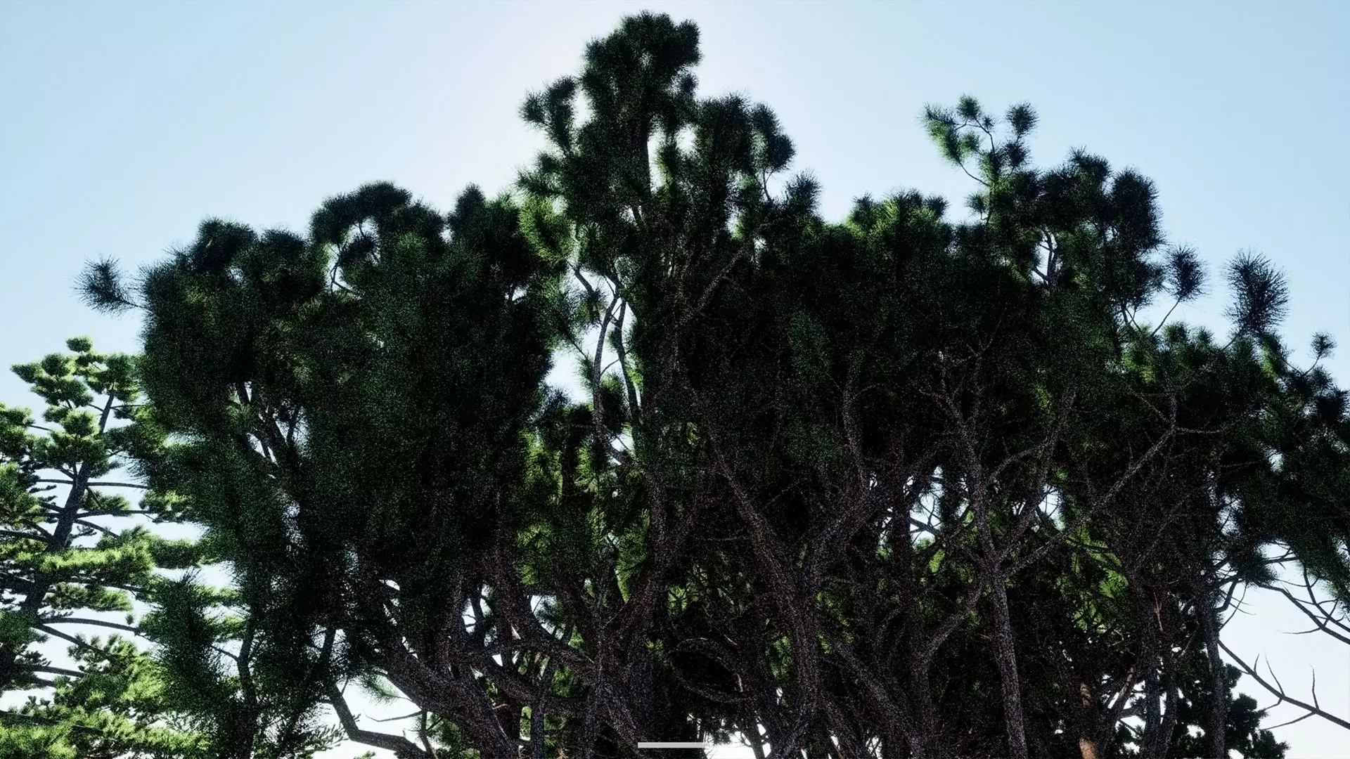 AB3D Plants - Volume 10 Pines for UE 5 30 types 3D model_14