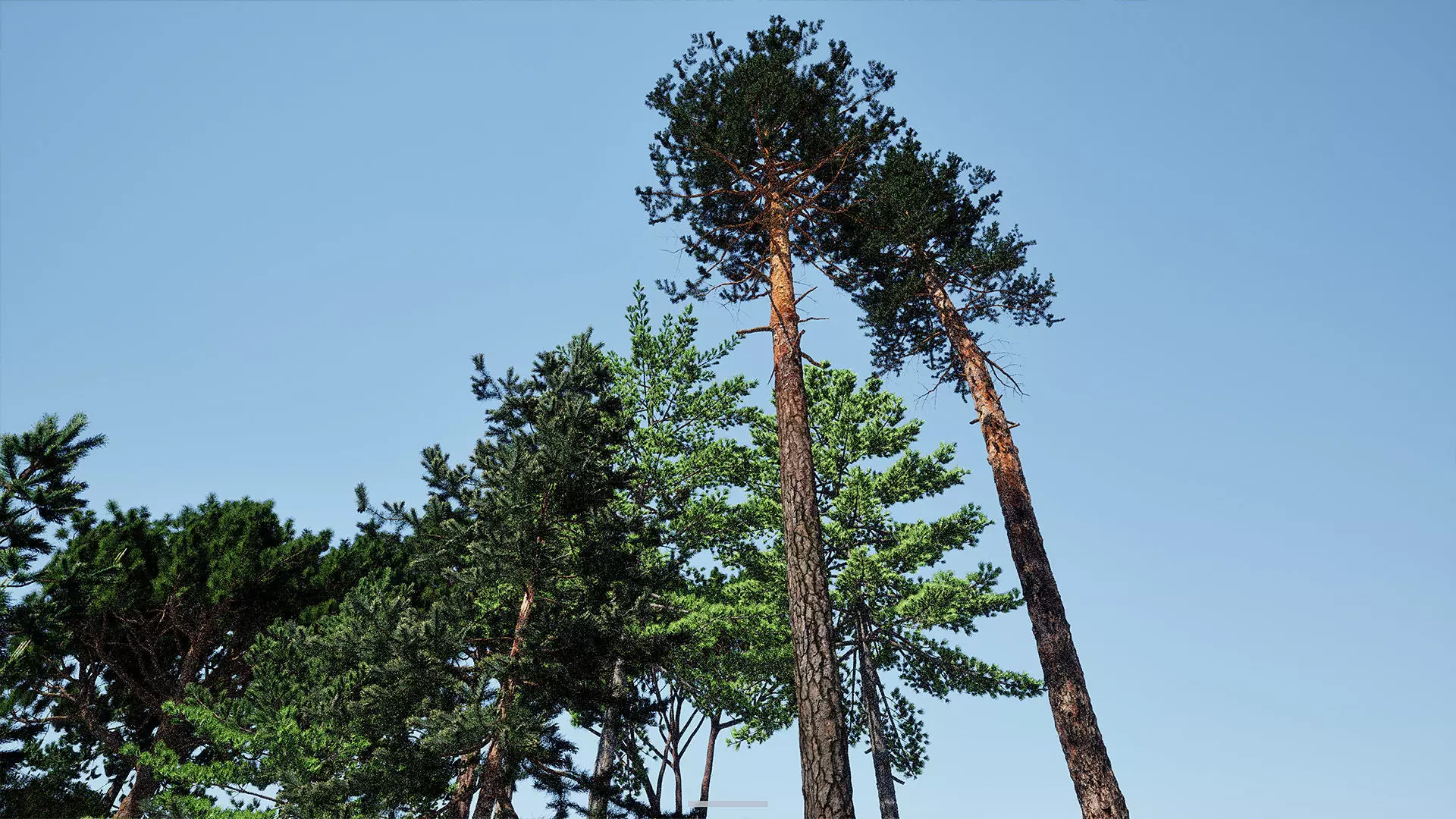 AB3D Plants - Volume 10 Pines for UE 5 30 types 3D model_19