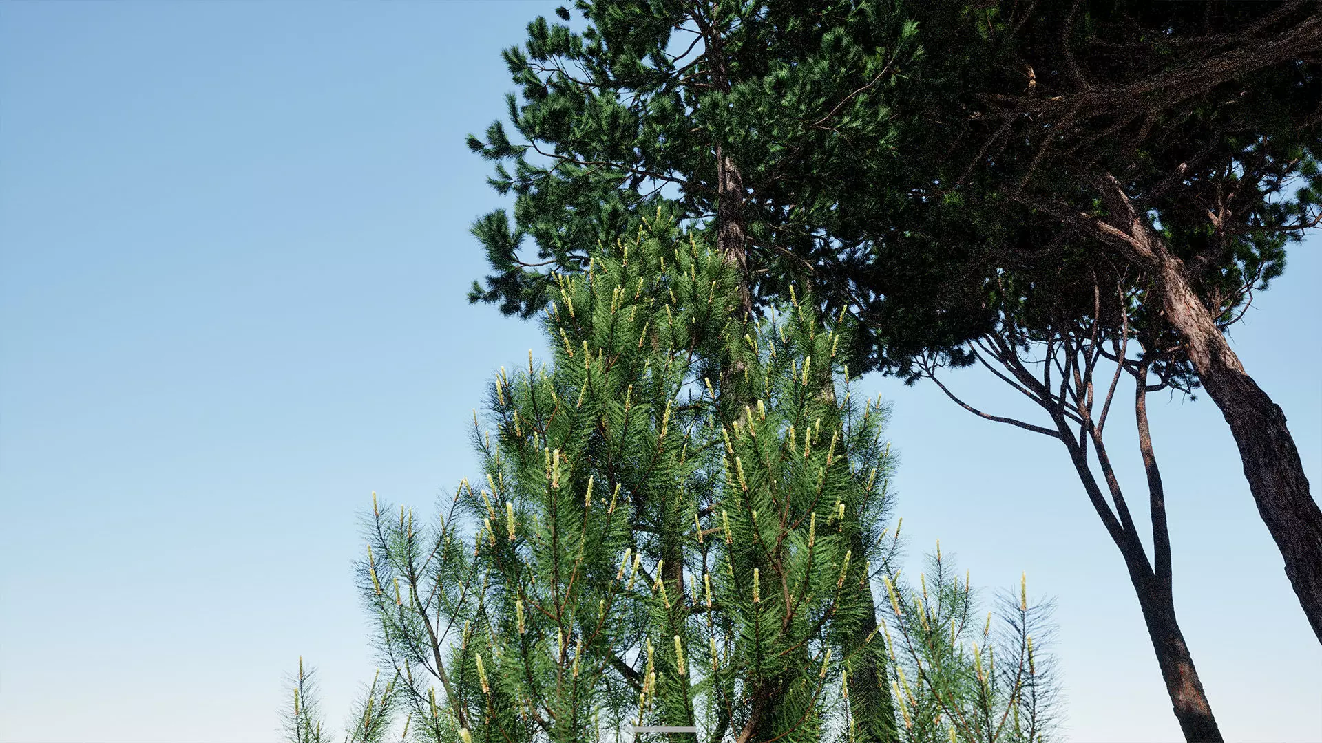 AB3D Plants - Volume 10 Pines for UE 5 30 types 3D model_11