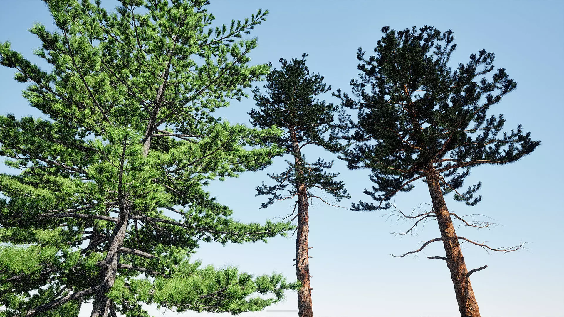 AB3D Plants - Volume 10 Pines for UE 5 30 types 3D model_20