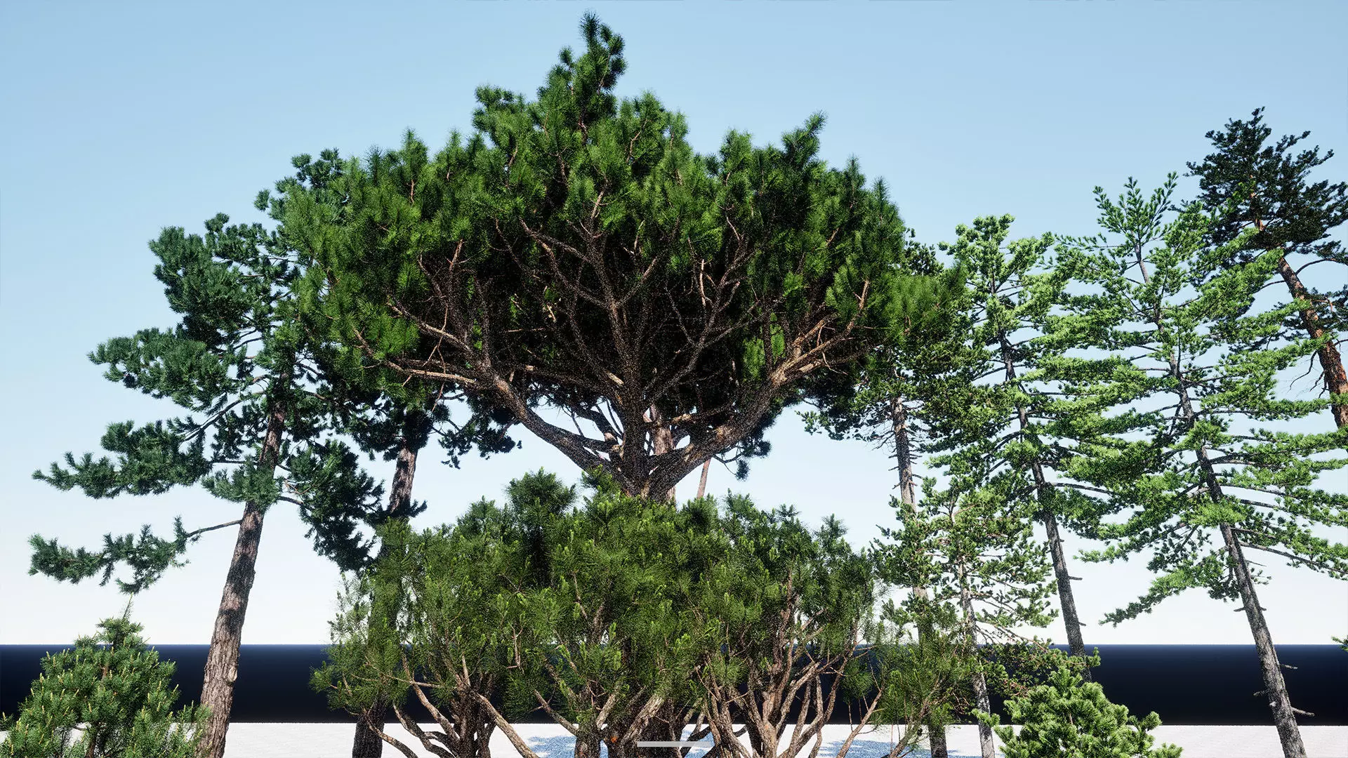 AB3D Plants - Volume 10 Pines for UE 5 30 types 3D model_13