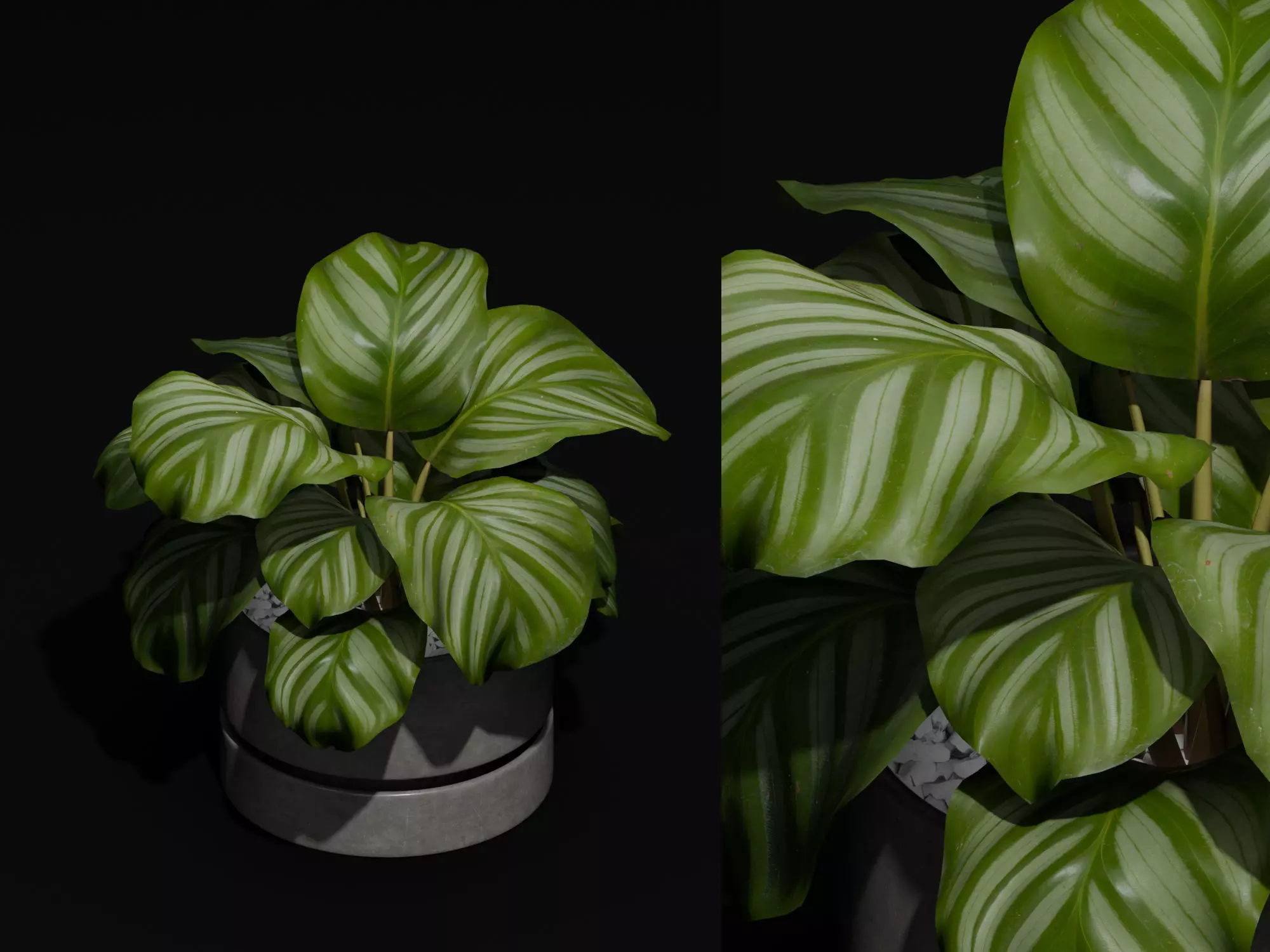 Free Realistic 3D Model Calathea Orbifolia Table Plant Free 3D model