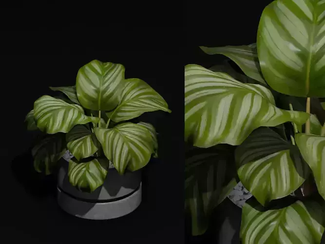 Free Realistic 3D Model Calathea Orbifolia Table Plant