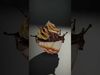 Delicious Swirl Chocolate Ice Cream with Splash Model Pack Low-poly 3D model_2