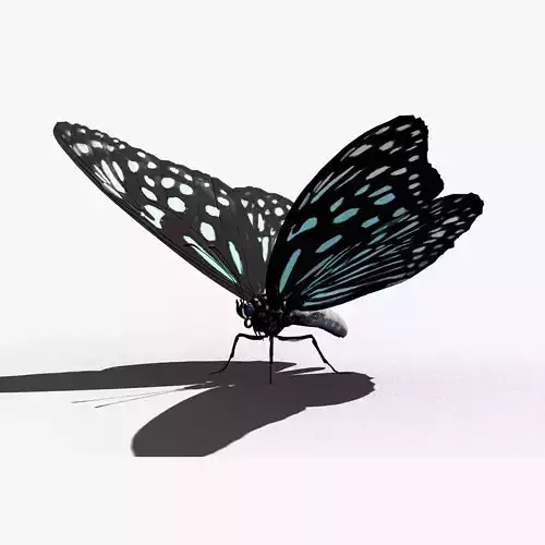 Butterfly Blue Tiger