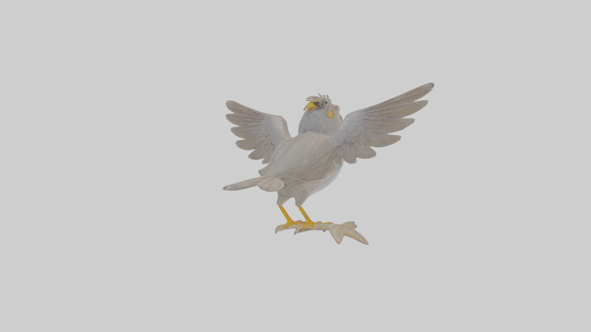 Cartoon Myna Low-poly 3D model_4