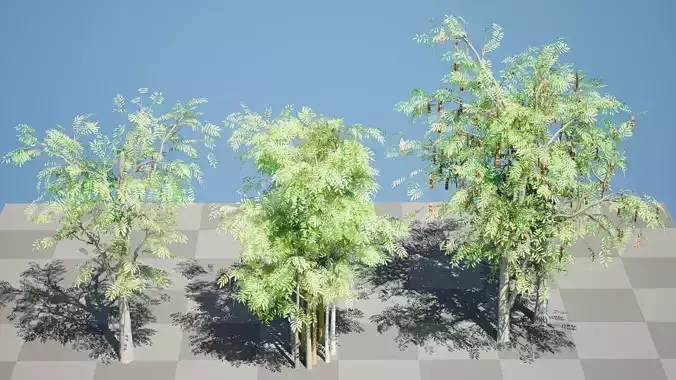 South African Acacia Brevispica Low-poly 3D model