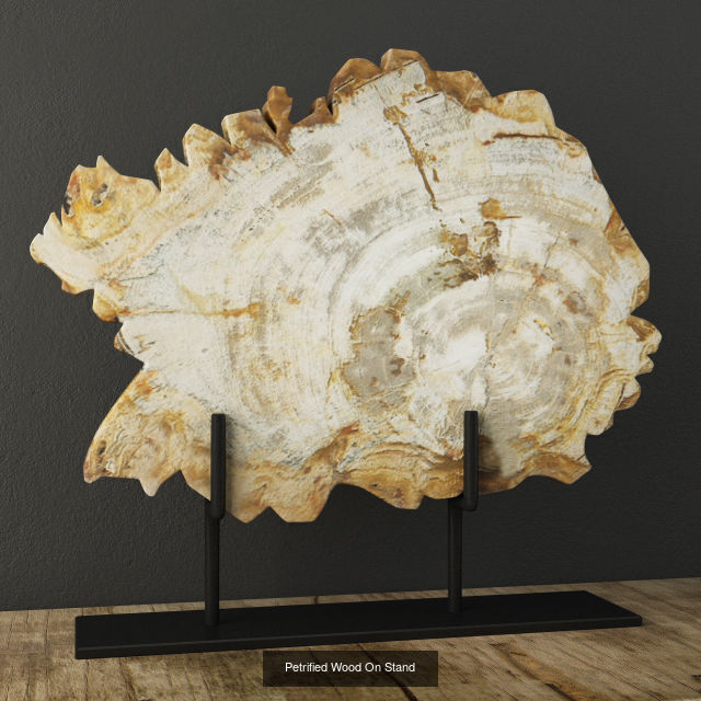 Petrified Wood Slices on Stand collection _2