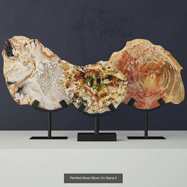 Petrified Wood Slices on Stand collection _5