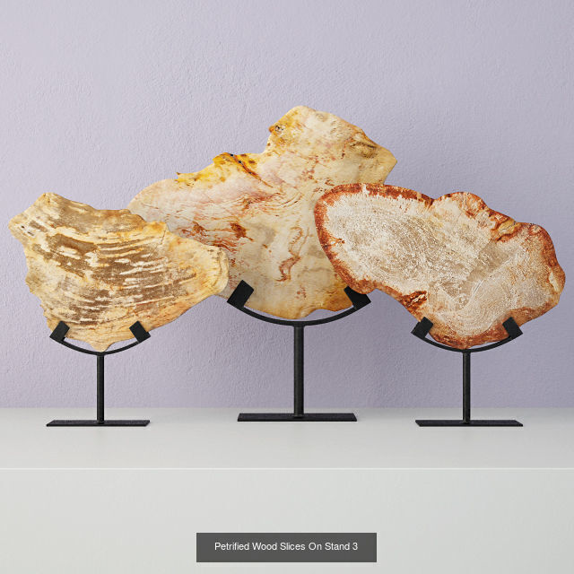 Petrified Wood Slices on Stand collection _6