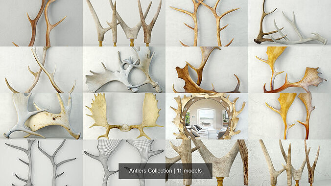 Antlers Collection 