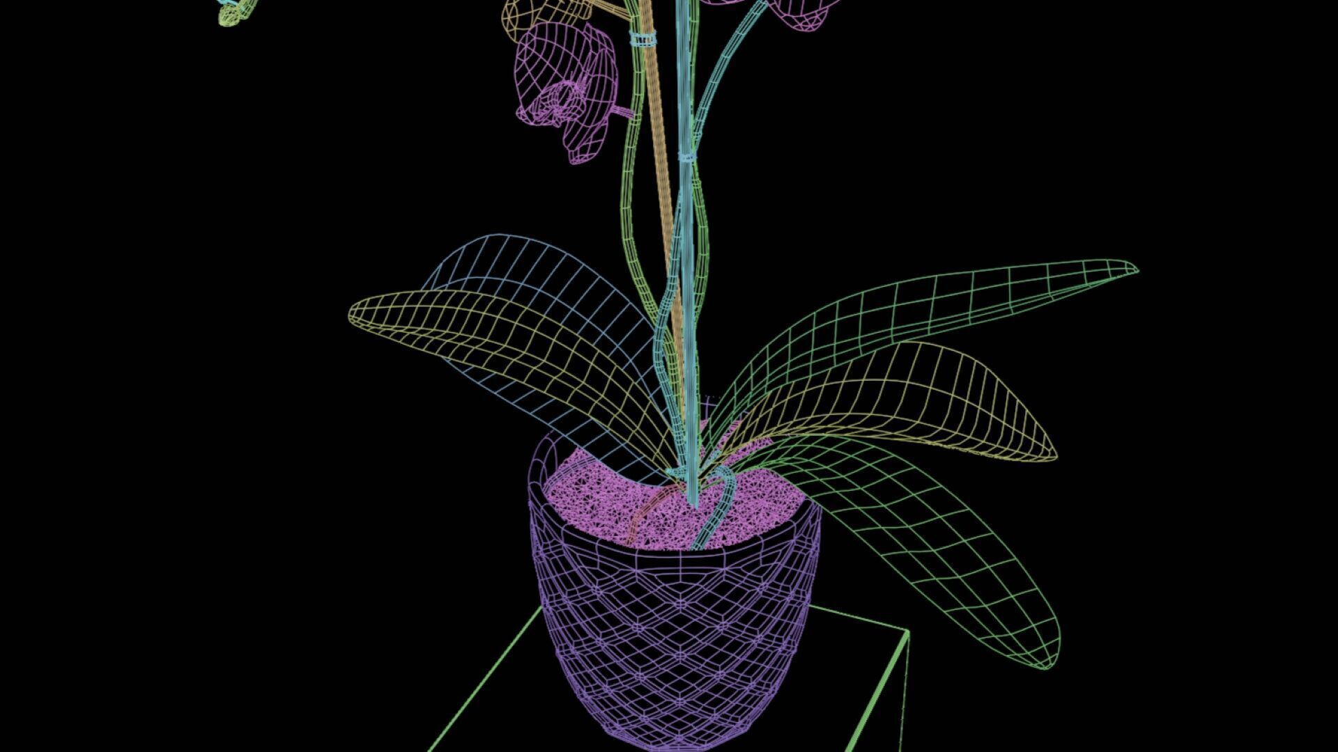 Orchid Flower Free low-poly 3D model_9