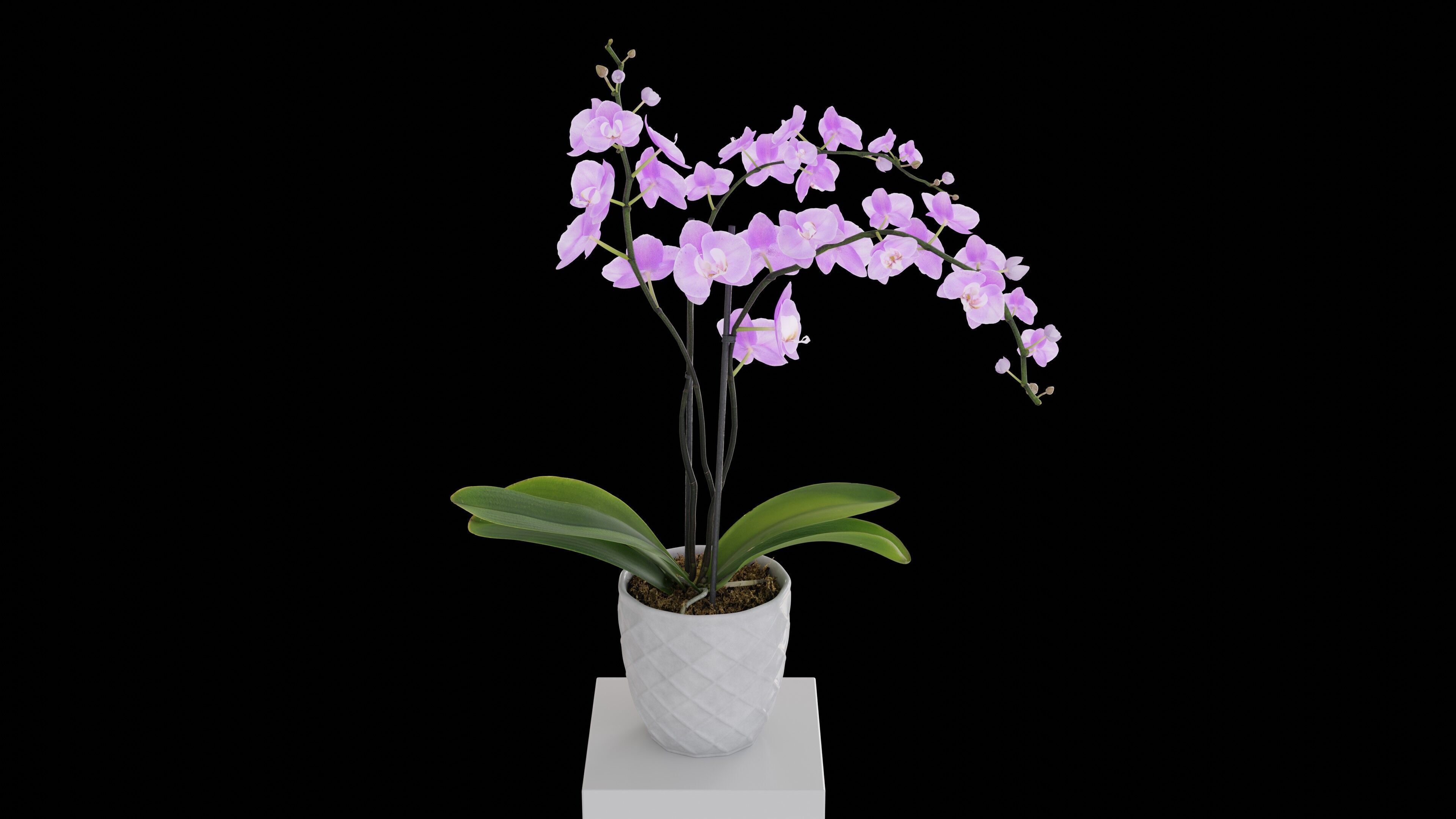 Orchid Flower Free low-poly 3D model_3