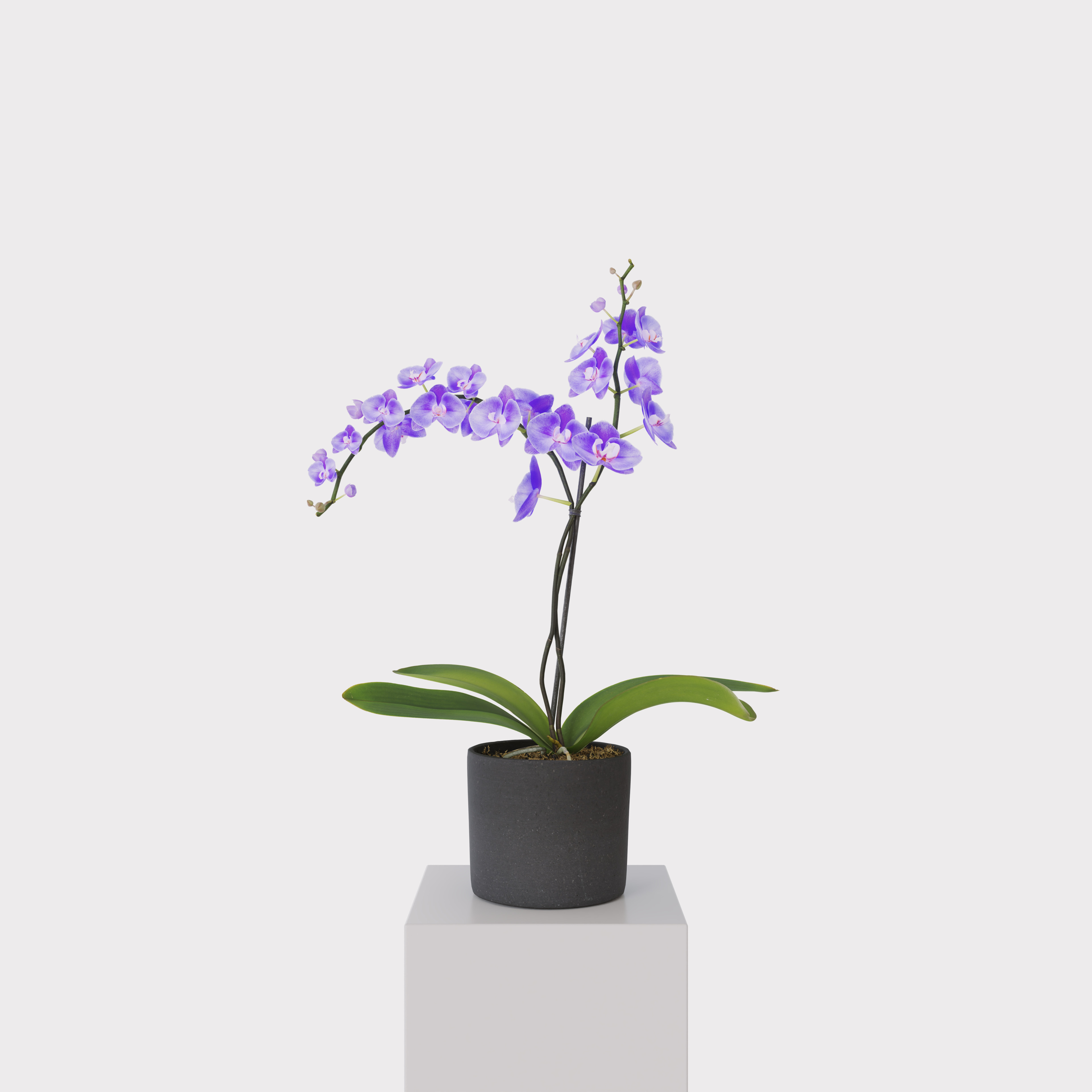 Orchid Flower Free low-poly 3D model_15