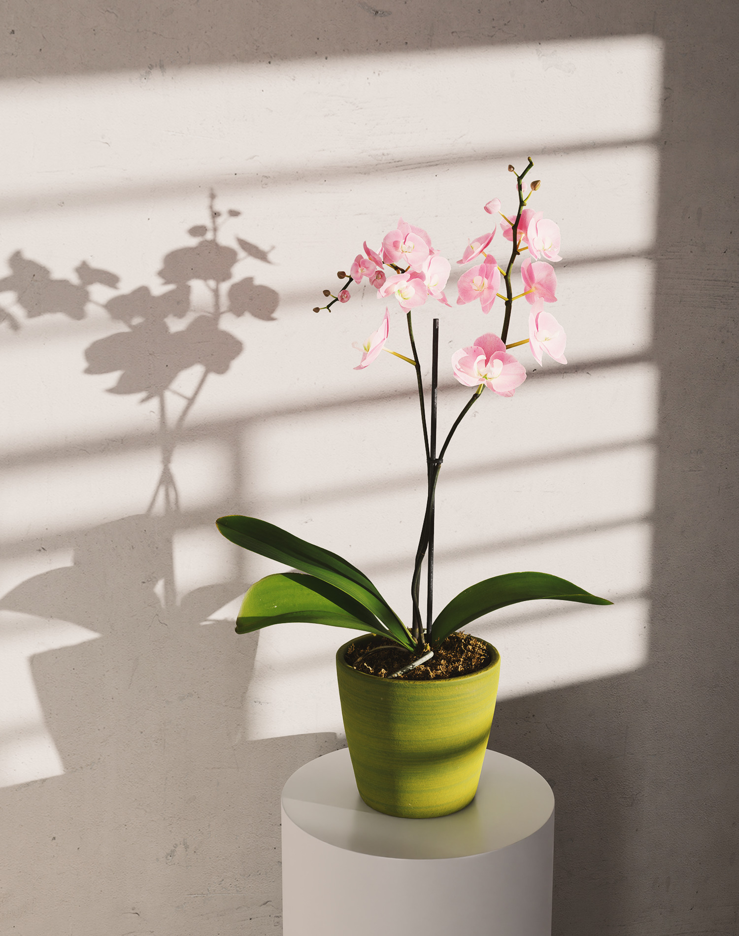 Orchid Flower Free low-poly 3D model_17