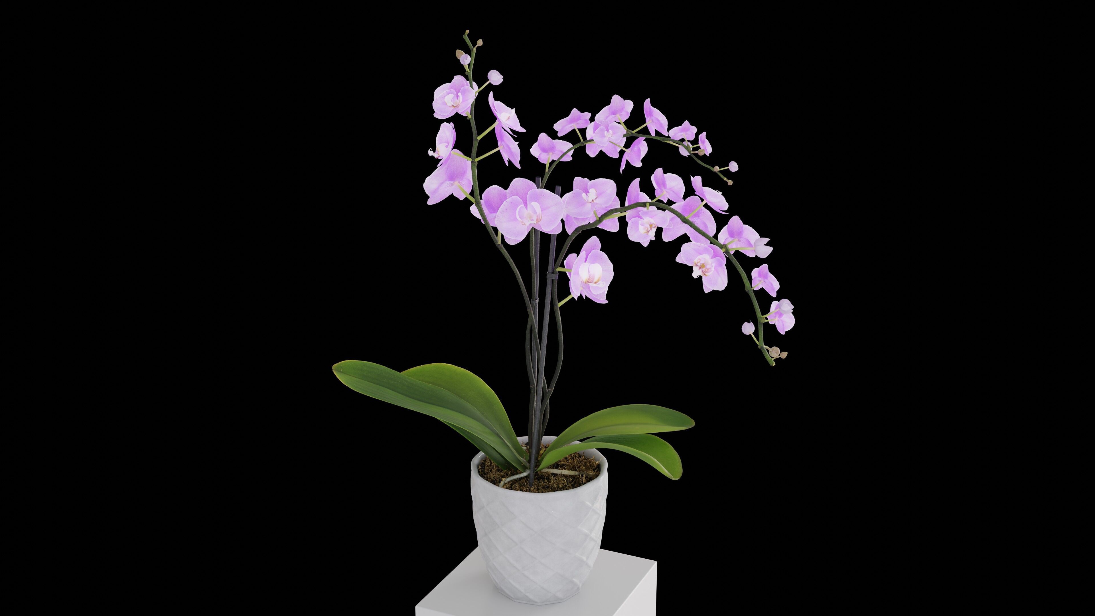 Orchid Flower Free low-poly 3D model_4