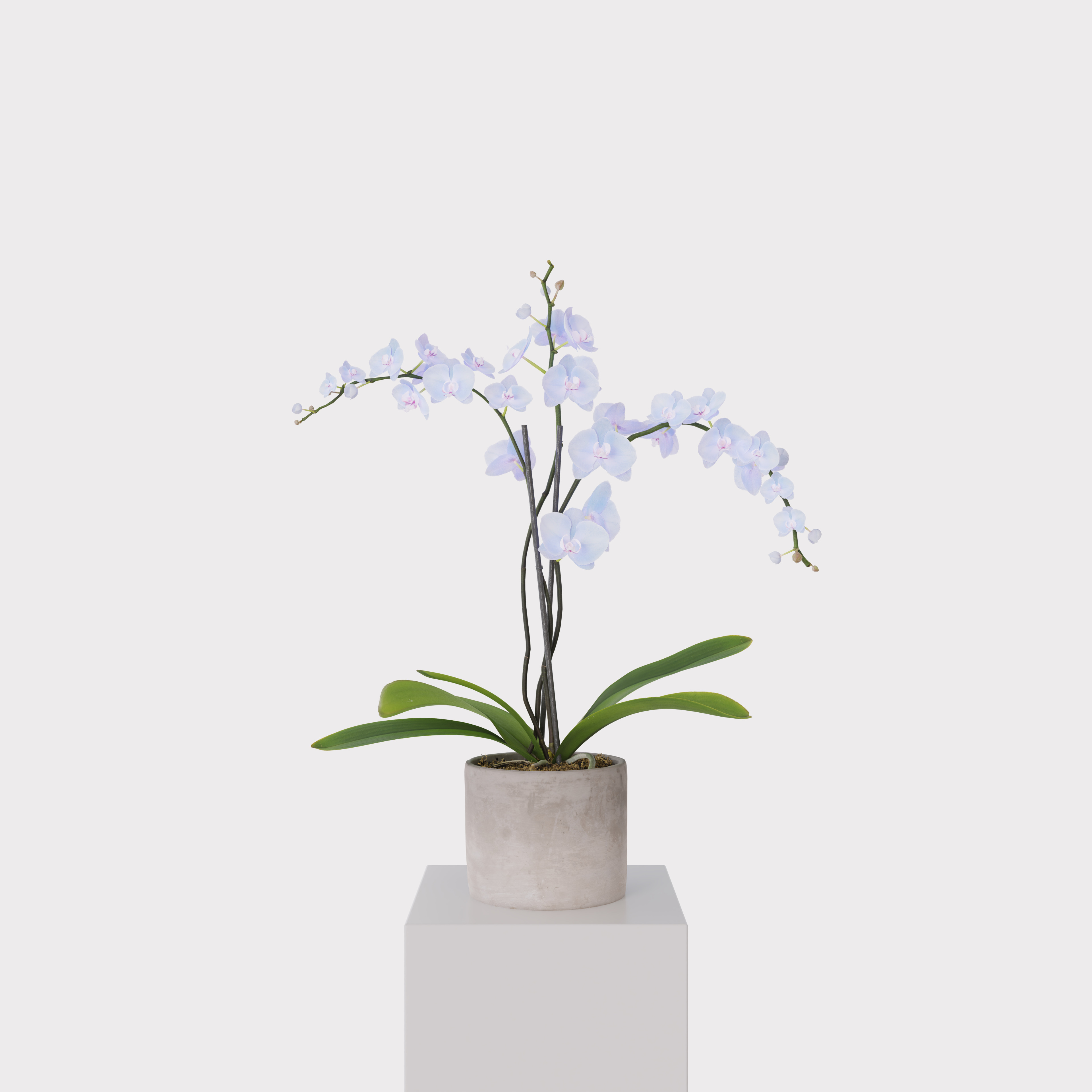 Orchid Flower Free low-poly 3D model_14