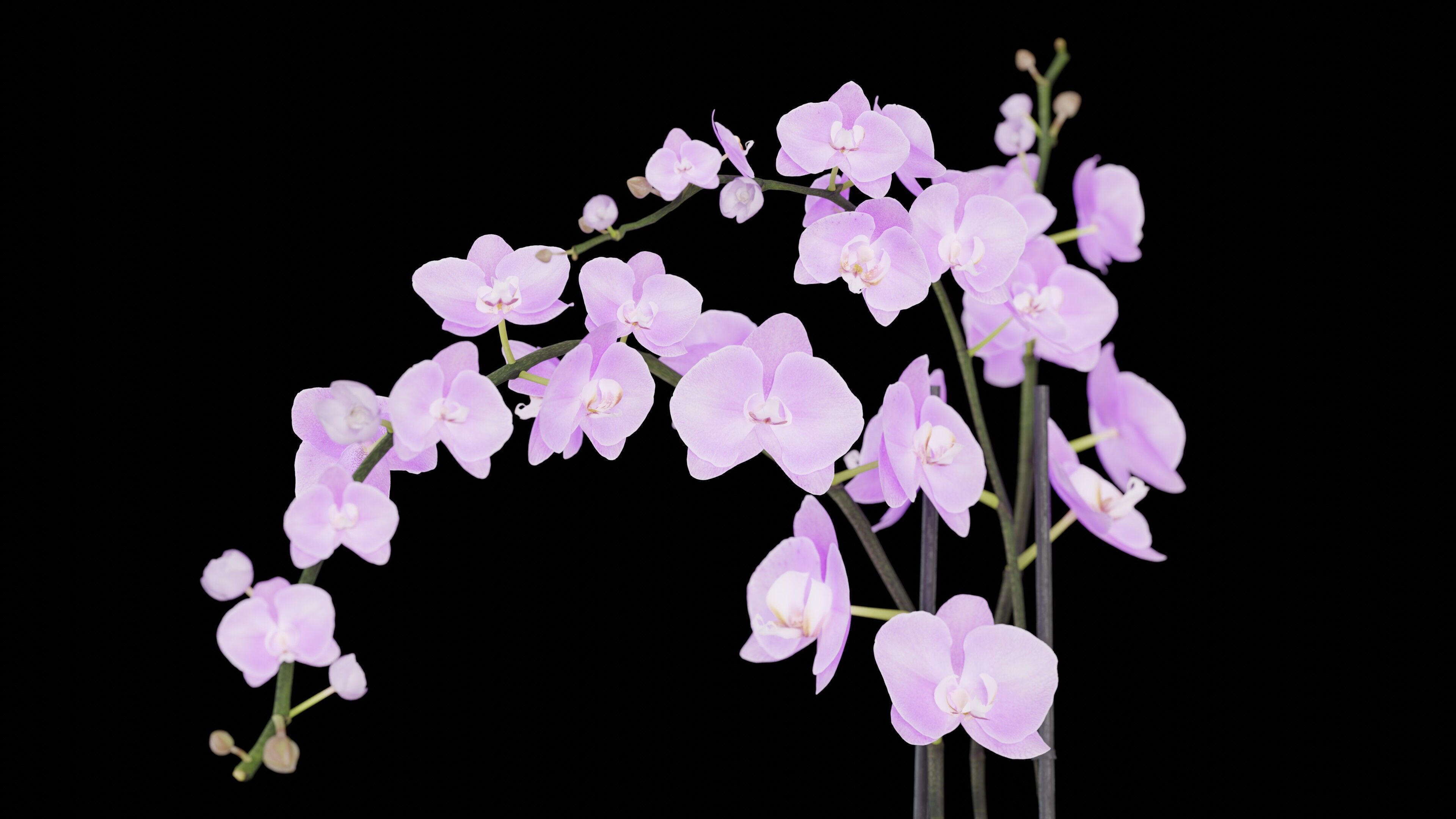 Orchid Flower Free low-poly 3D model_5