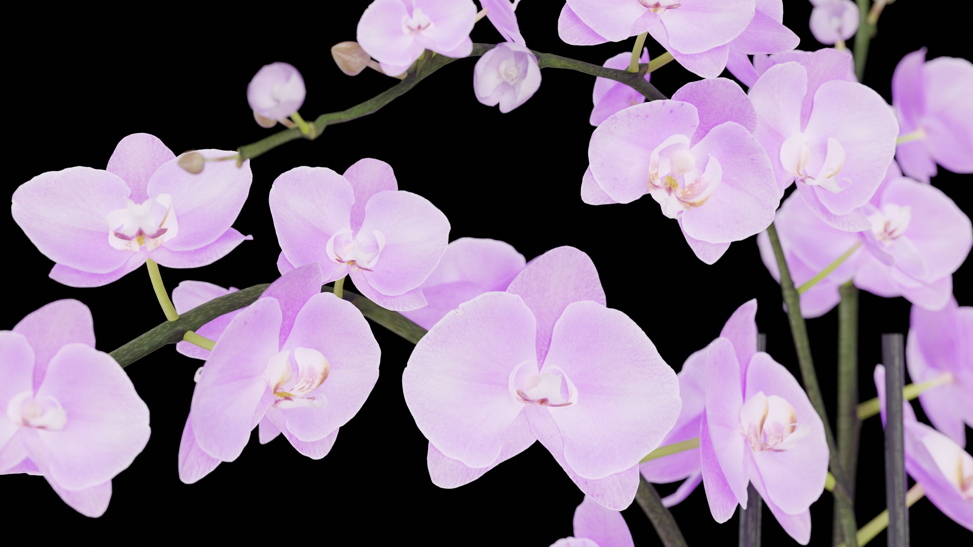 Orchid Flower Free low-poly 3D model_6