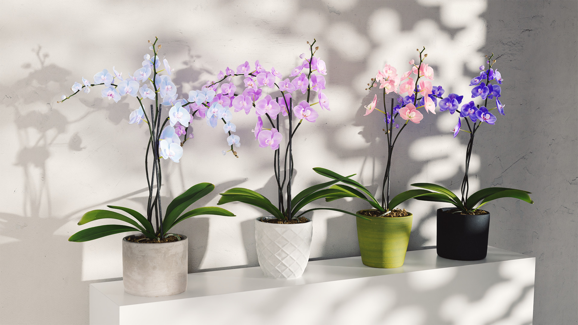 Orchid Flower Free low-poly 3D model_18