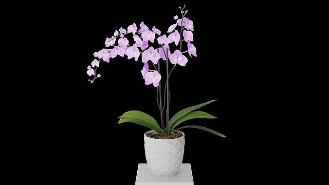 Orchid Flower Low-poly 3D model