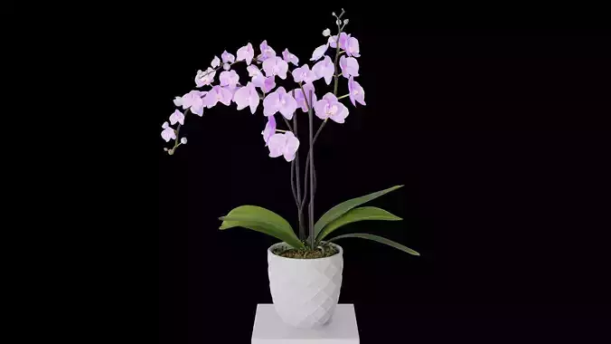 Orchid Flower Low-poly 3D model