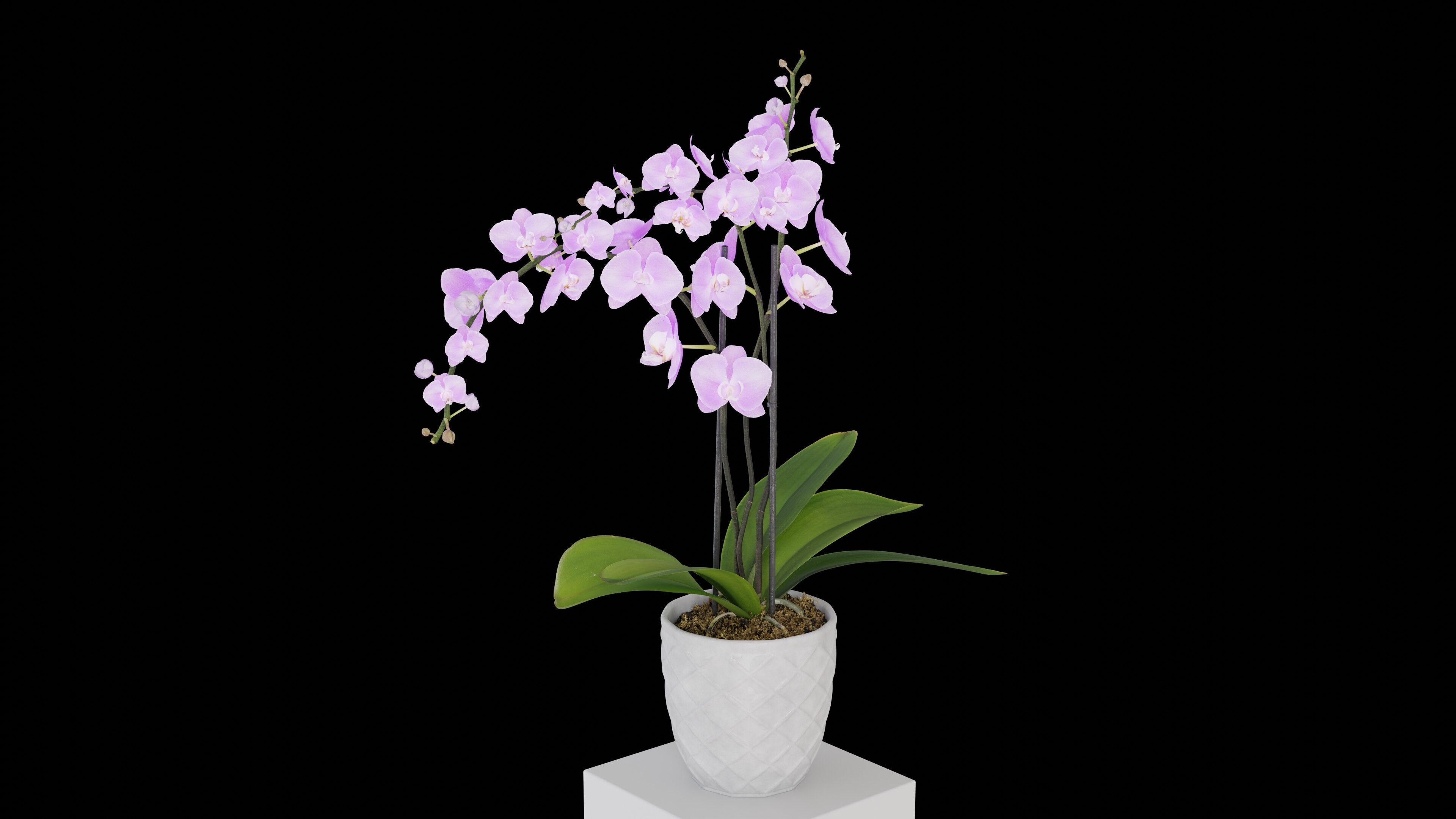 Orchid Flower Free low-poly 3D model_1