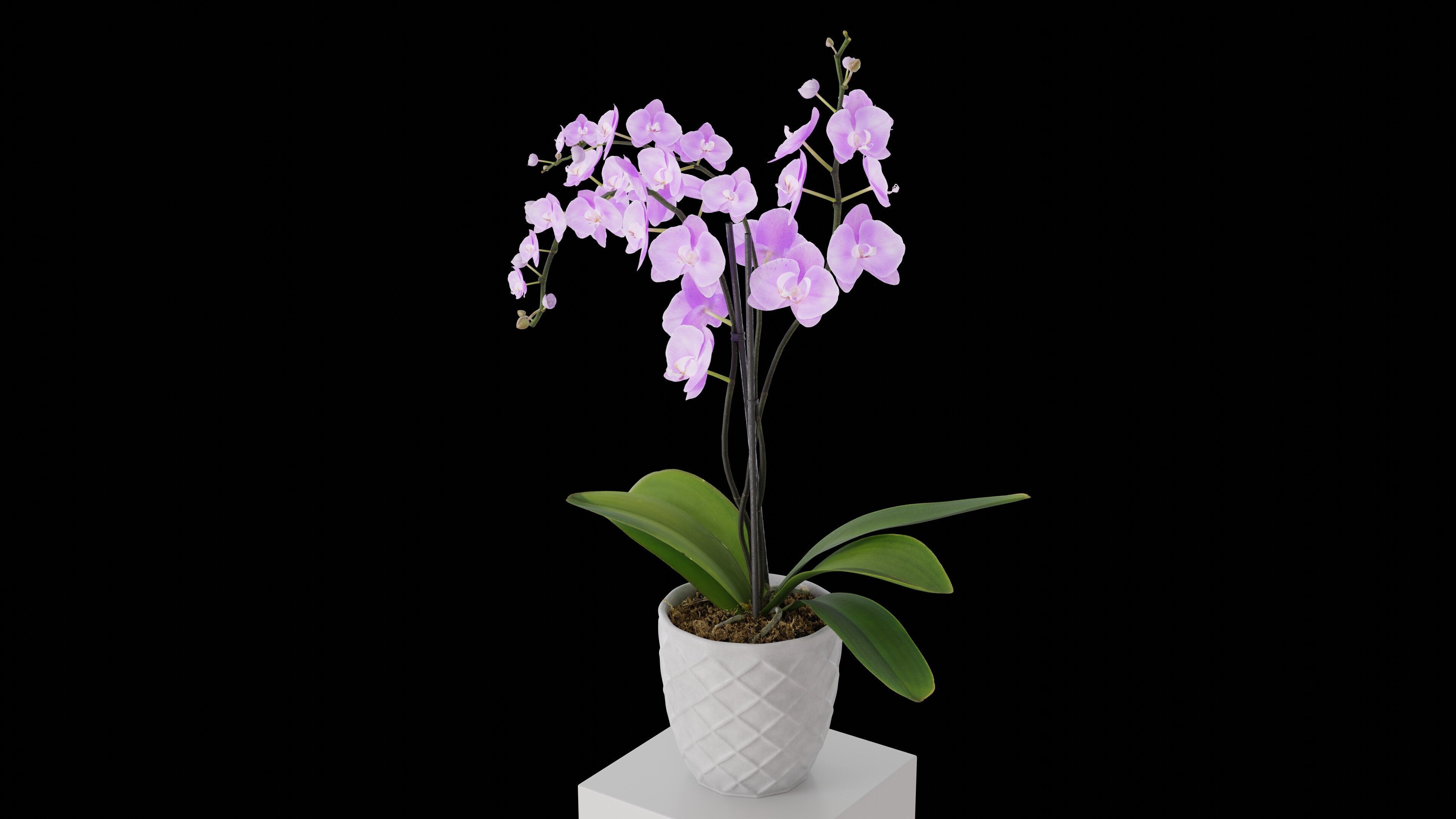 Orchid Flower Free low-poly 3D model_2