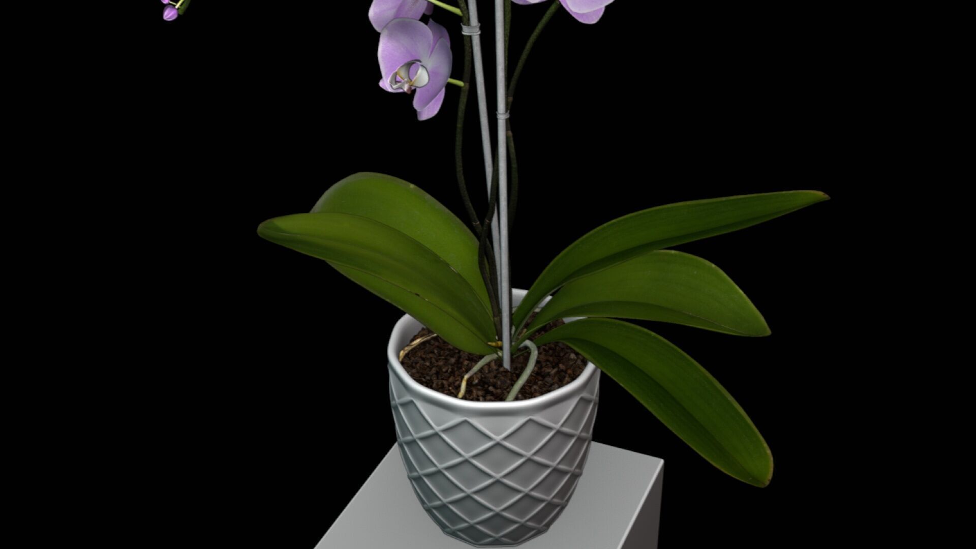 Orchid Flower Free low-poly 3D model_8