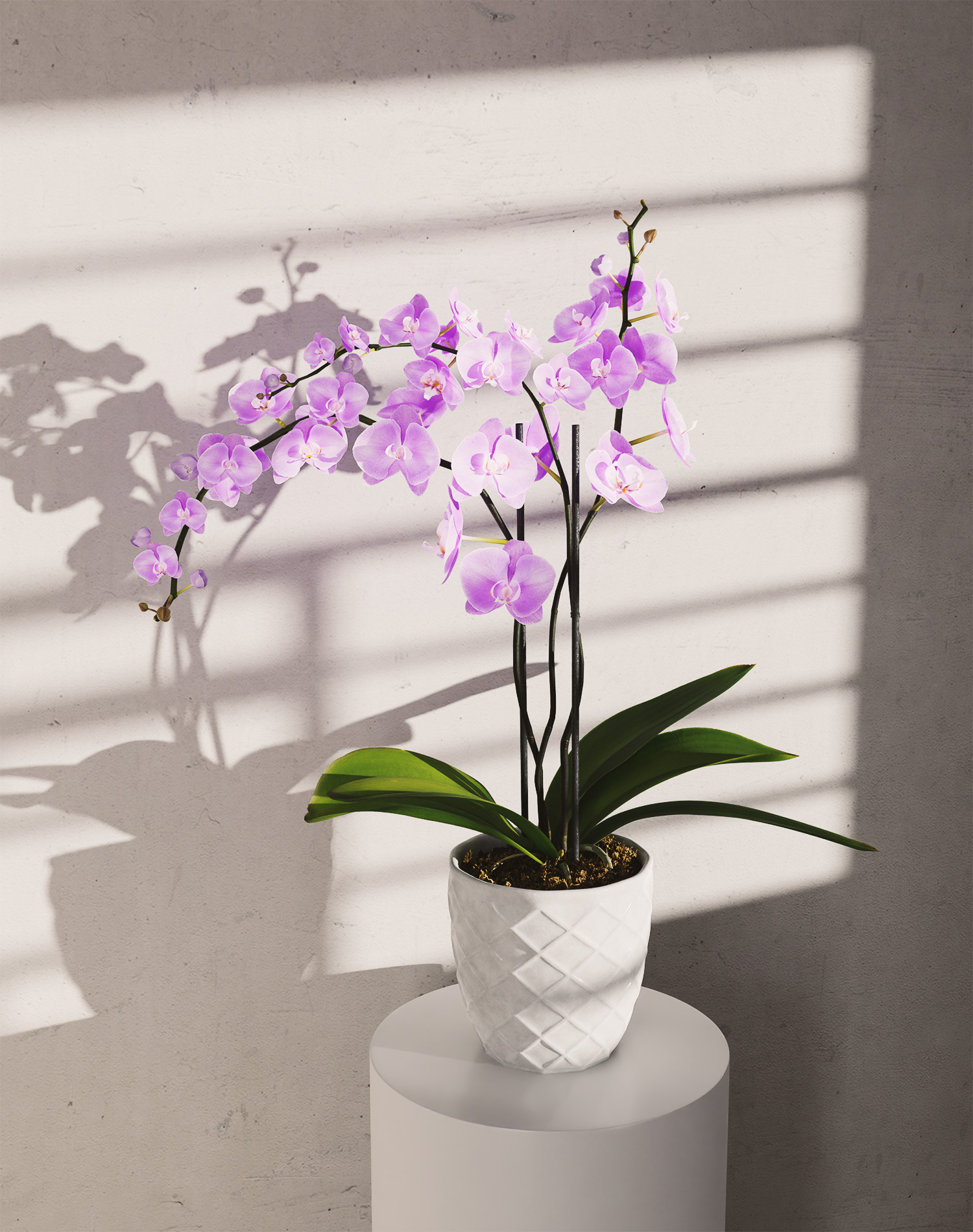 Orchid Flower Free low-poly 3D model_16
